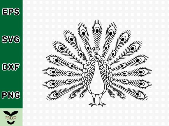 Beautiful Peacock with Spread Feathers